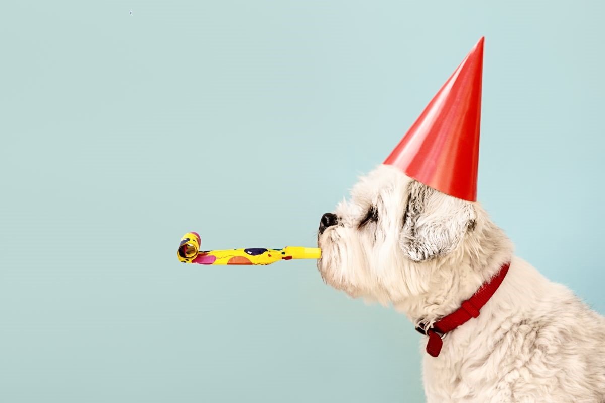 Dog Celebrating